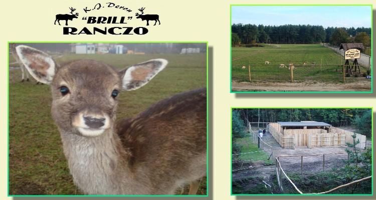 BRILL fallow deer, does, bulls, deer in Poland